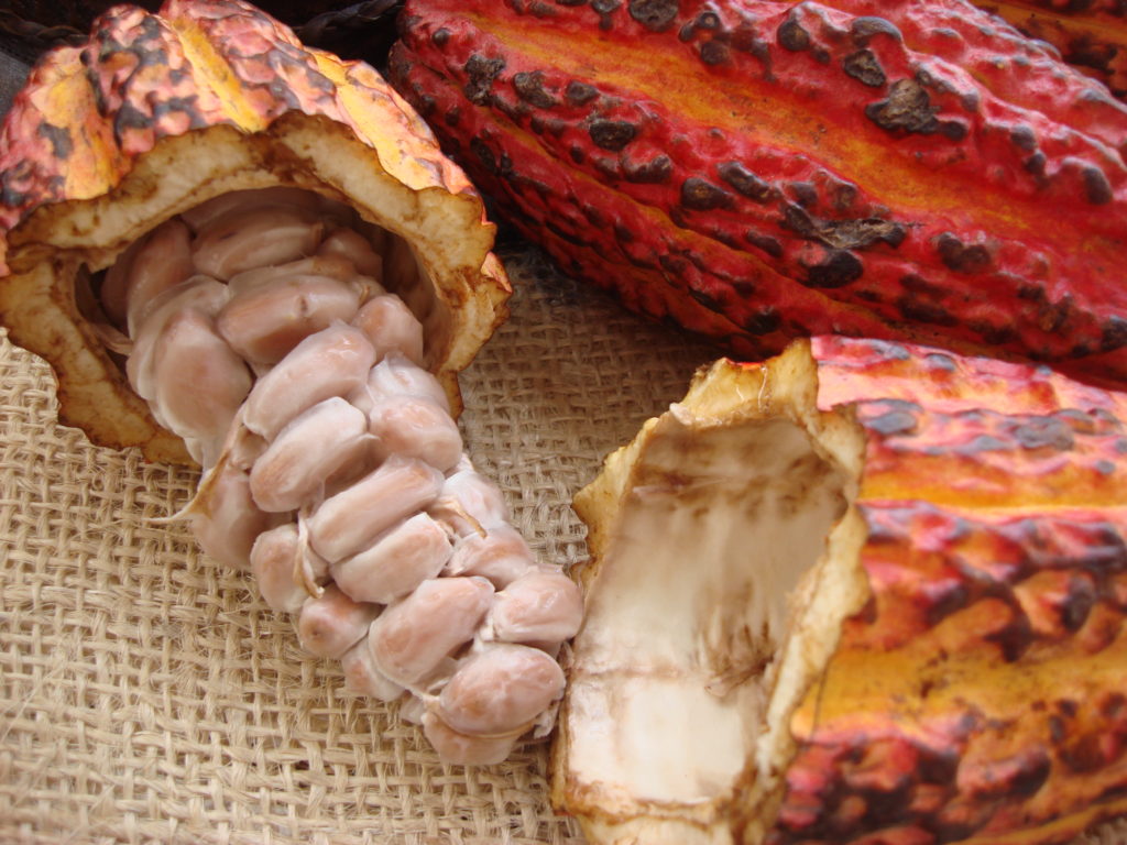 Frutto del cacao sezionato, Ecuador