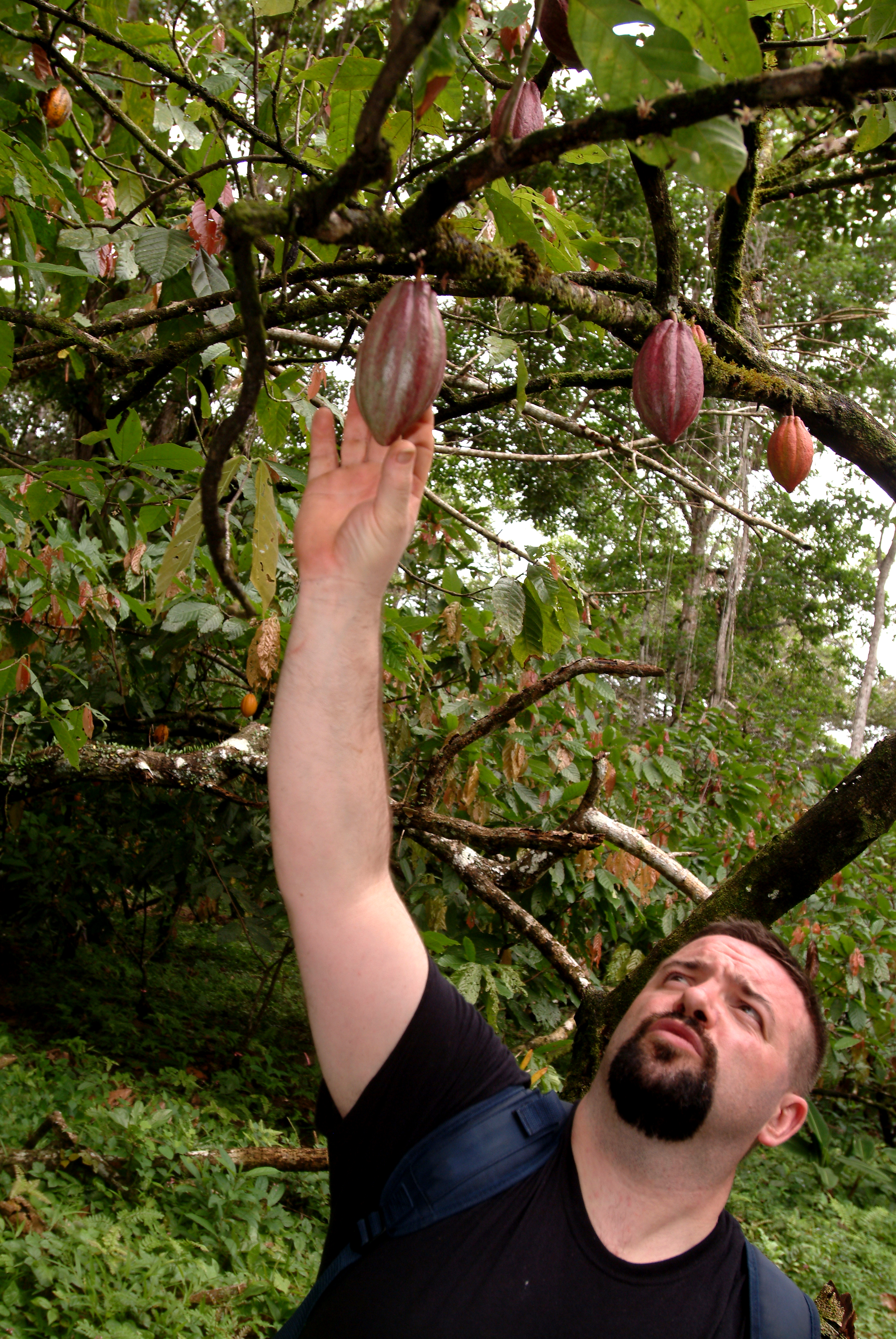 Cos’è il Cioccolato? La Guida Completa al Mondo del Cacao