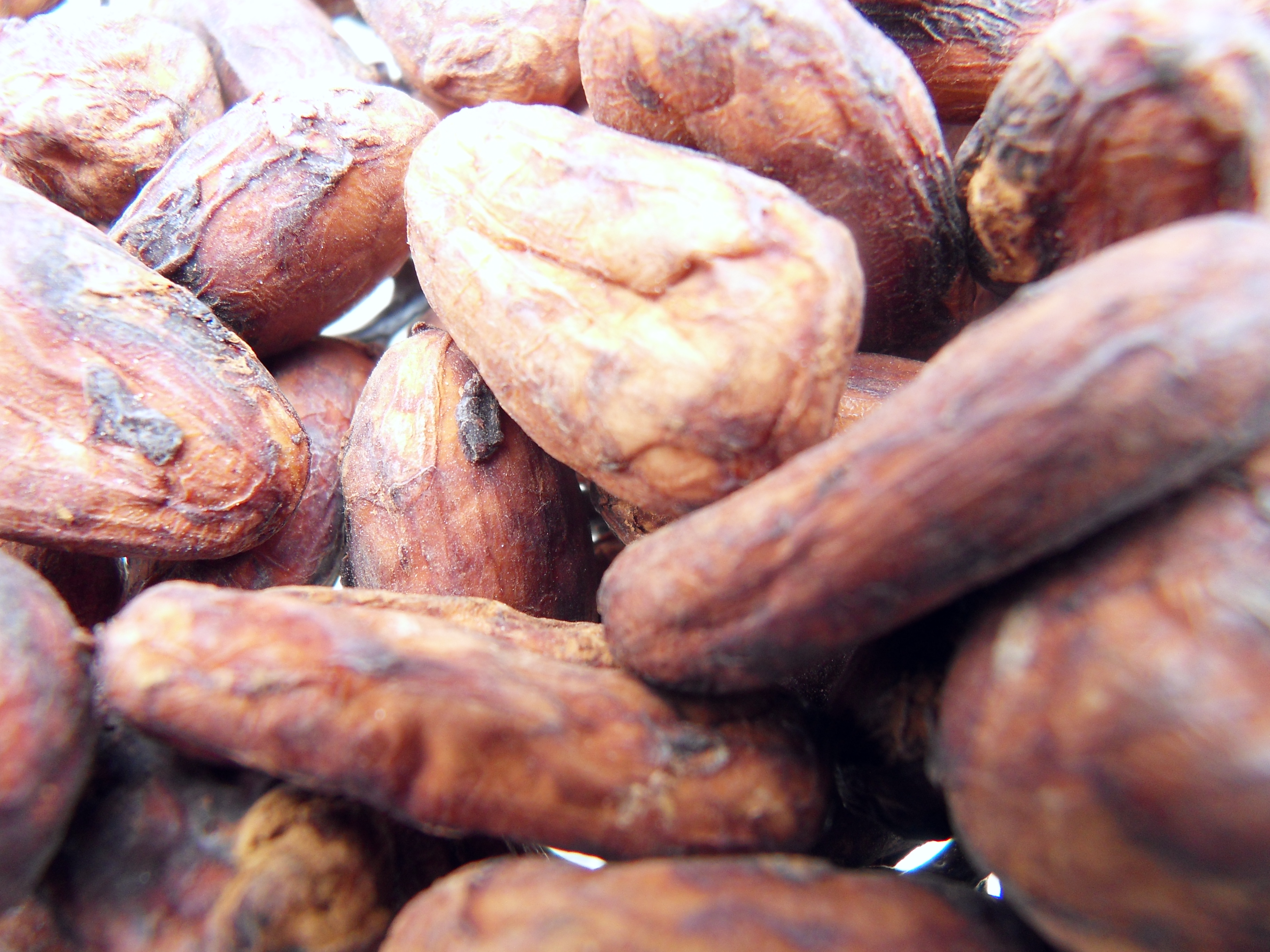 Semi di cacao essicati