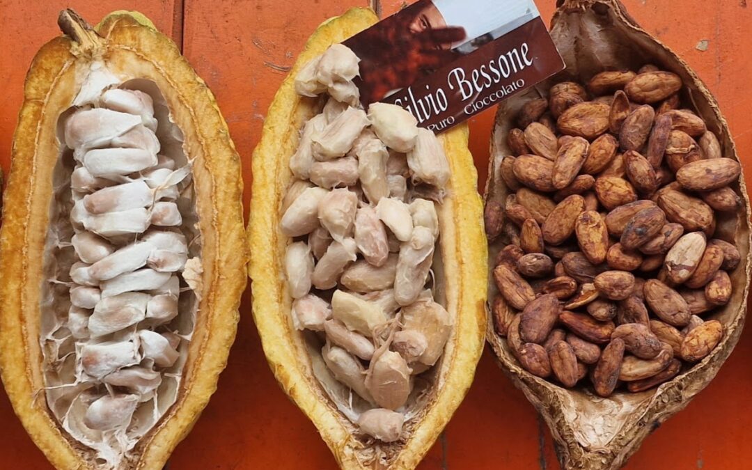 Silvio Bessone’s Cocoa Beans: A Journey of Taste and Research