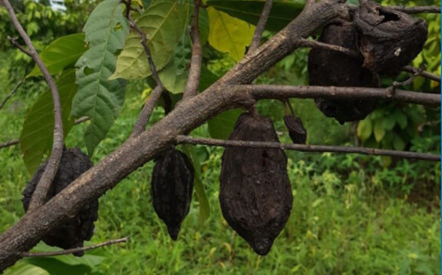 Frutti di cacao malati